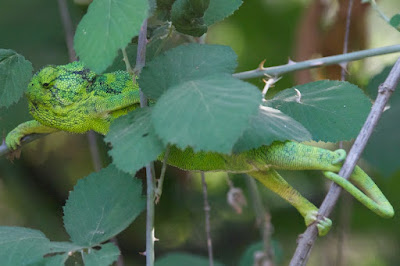 Common Chameleon (Chamaeleo chamaeleon) 