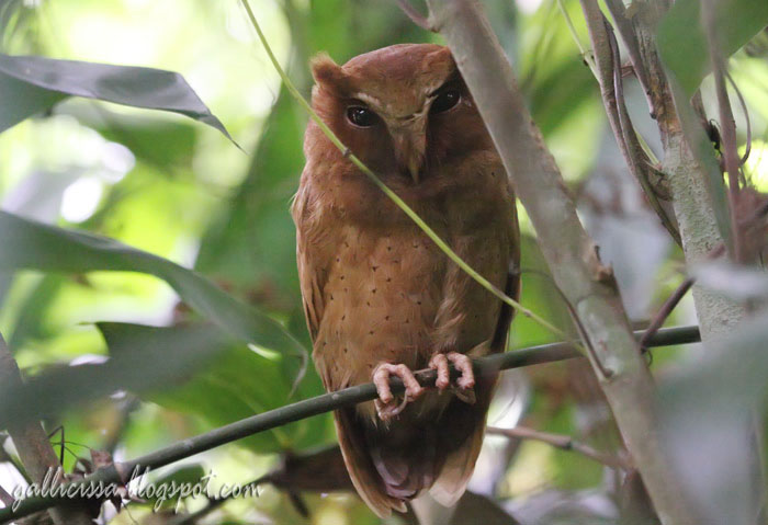 Serendib Scops Owl in a daytime roost