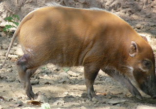 Potamochère du Cameroun - Potamochoerus porcus pictus 