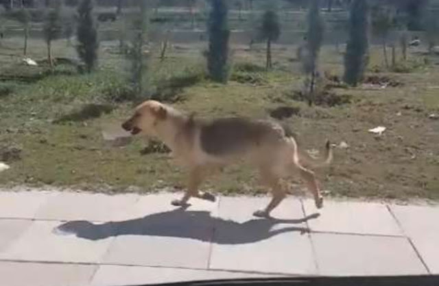 Homem vê cachorro abandonado levando tigela de comida e decide seguir ele  + Vídeo