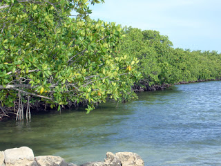 SEKILAS TENTANG MANGROVE