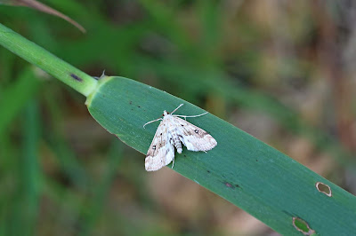 Krabbenscheermot - - Parapoynx stratiotata