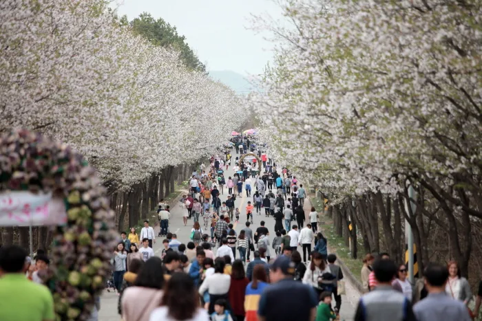 경기투어, 여주 흥천남한강벚꽃축제 2019