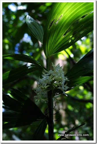 Corymborkis_orchid
