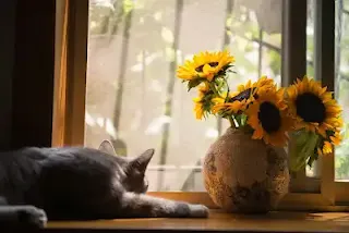 gato descansando al lado la la ventana entreabierta