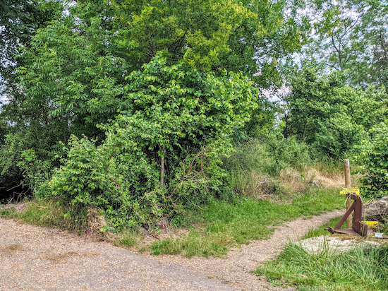 Turn right on Hatfield bridleway 75 and head E