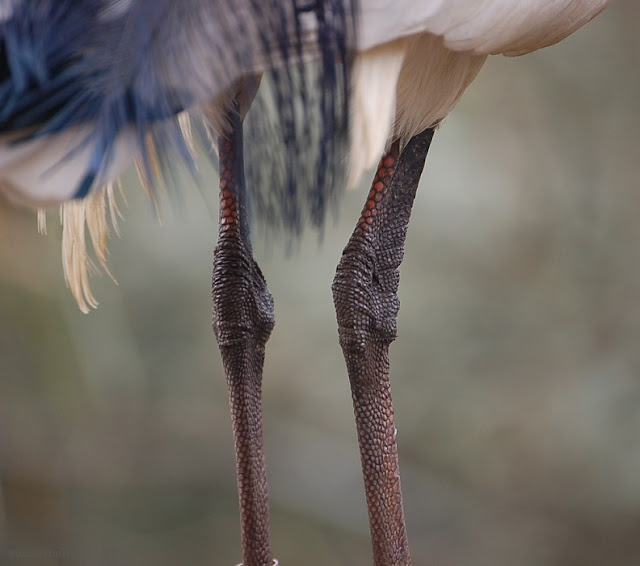 A sacred ibis has black legs.