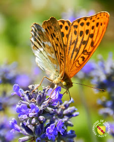 Nacré des Ronces (Brenthis daphne)