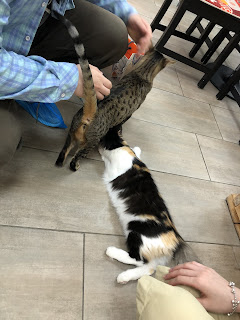 ドイツの猫カフェに行ってみた〜Happy Cats Café & Trattoria〜