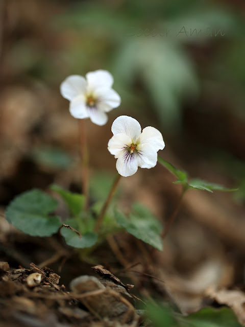 Viola Keiskei