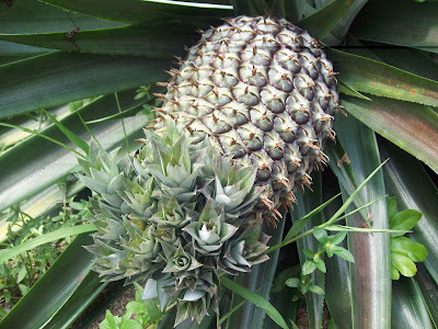 Cerita Erina: Durianduriansiapa nak durian?