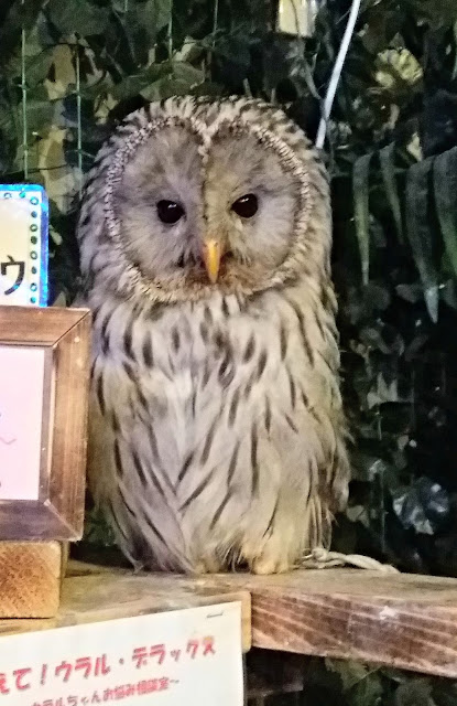 Hermosa Lechuza del Owl no mori de Asakusa.