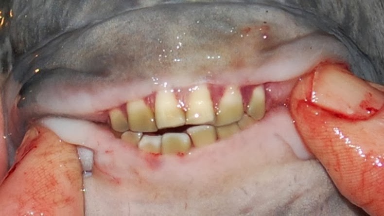pacu-fish-5