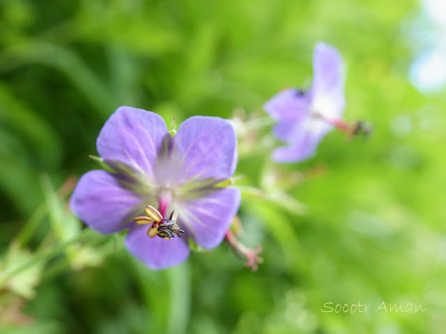 Geranium eriostemon