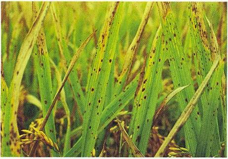 Penyakit Penting pada Tanaman Padi Petani TOP 