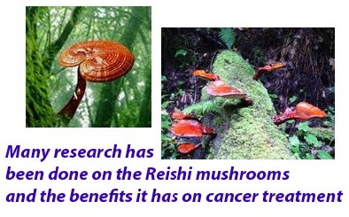 Reishi mushrooms benefits 6