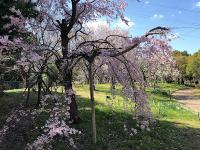 山田池公園 スモモ園　シダレザクラ