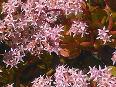 flores de grassula