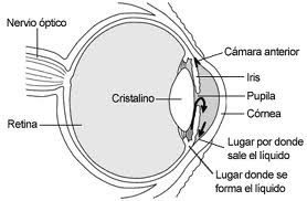 glaucoma-anatomía-glaucoma