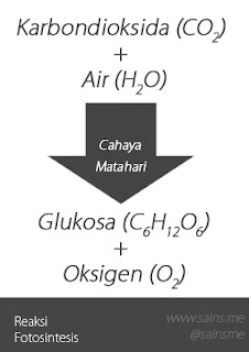 proses fotosintesis pada tumbuhan