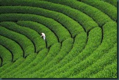 Tea_Field