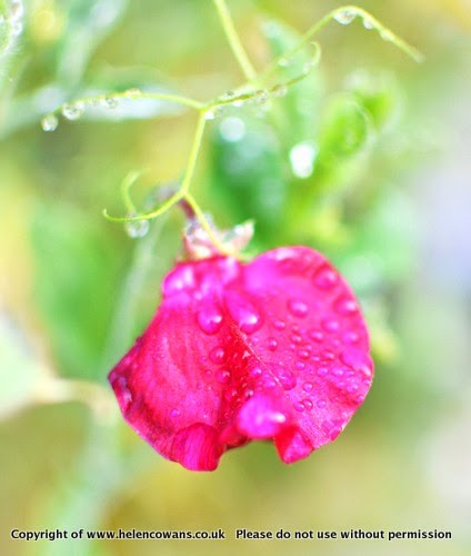 Sweetpea
