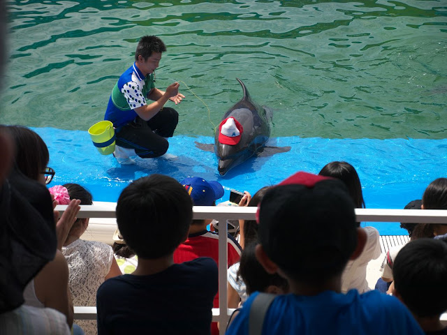 仙台うみの杜水族館 イルカショー 帽子飛ばし