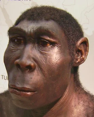 Manusia Purba (Meganthropus, Pithecanthropus, Homo)