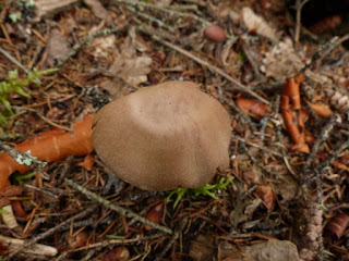 Photos de Cortinaires - Cortinaire non identifié - Cortinarius