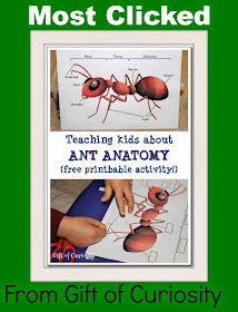 http://www.giftofcuriosity.com/teaching-kids-about-ant-anatomy/