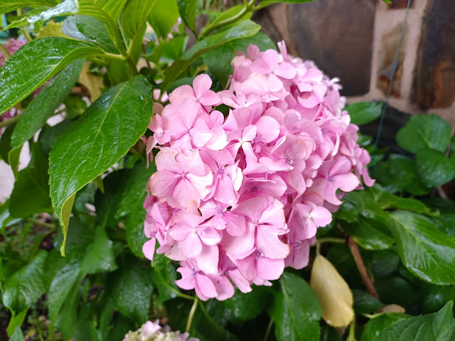 Hortensia (Hydrangea macrophylla (Thunb.) Ser.).