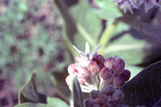 showy milkweed, Asclepias speciosa