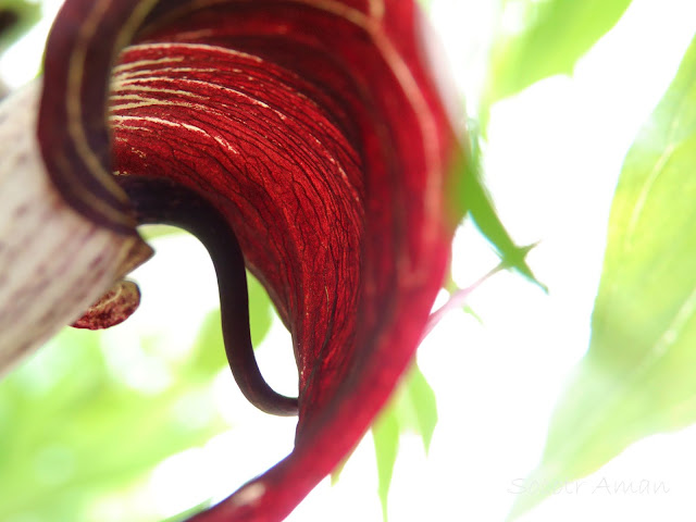 Arisaema urashima