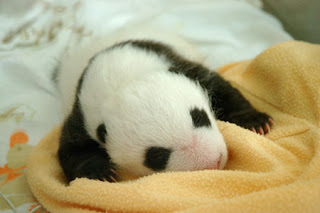 Panda Cub, was born a few days