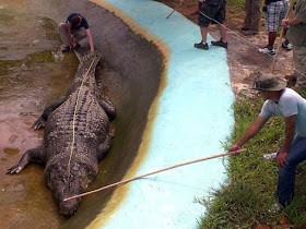 Midiendo el tamaño de Lolong