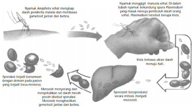 Ciri-Ciri Protozoa dan Klasifikasi Protozoa