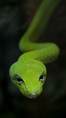 Serpent, venimeux,