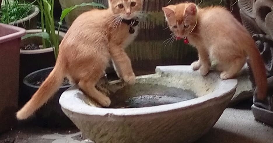 Kesan Ubat Kutu Kucing - Contoh Gil