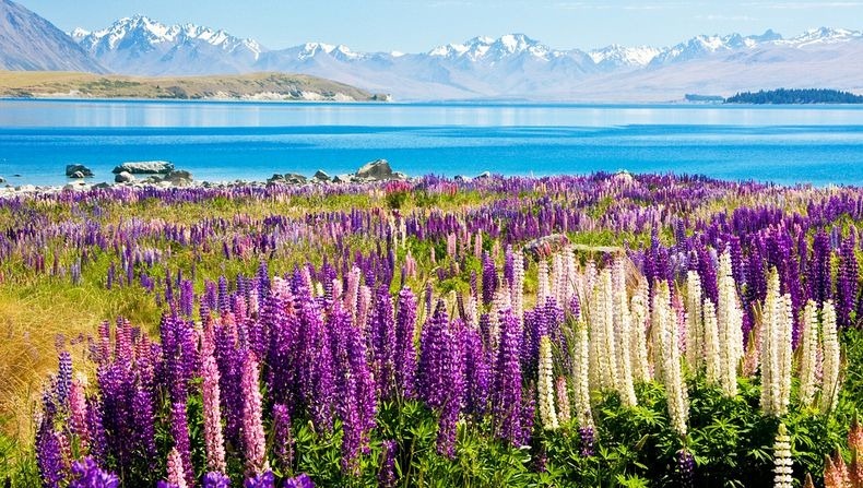 lupins-lake-tekapo-9