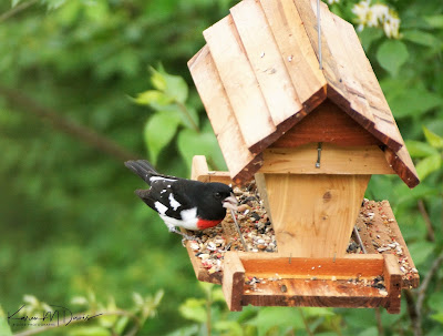 male rose-breasted grosbeak on feeder