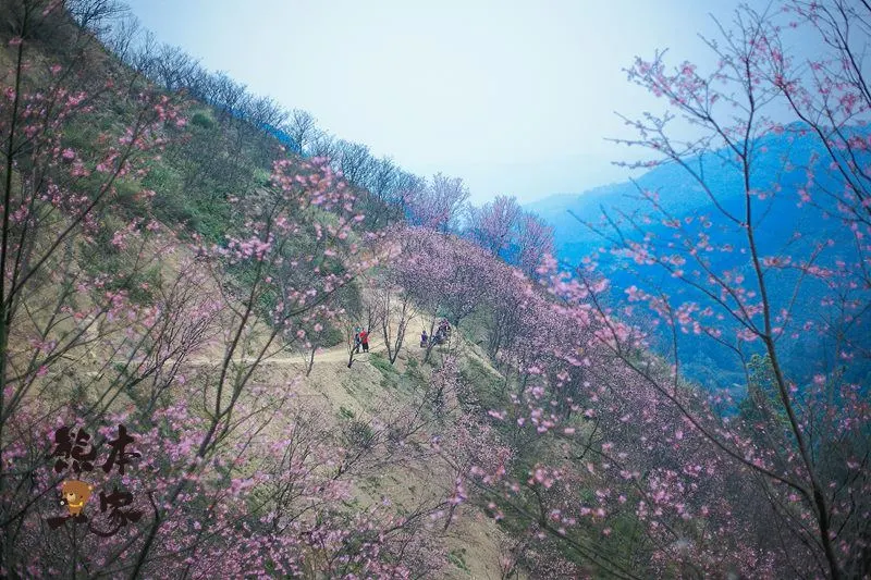 三峽竹崙私房賞櫻景點｜熊空櫻花林｜三峽媲美武陵農場櫻花林景點｜竹崙路櫻花｜北109鄉道櫻花林景點