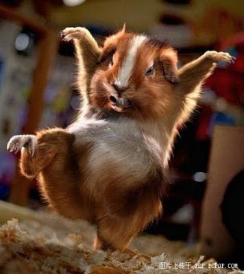 funny animals dancing funny animals dancing funny animals dancing ...