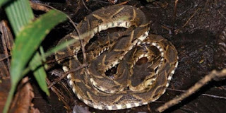 American Snake-Fer-de-lance (Bothrops atrox)