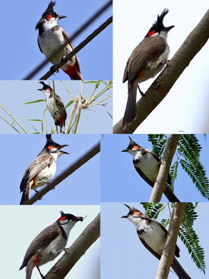 Red-whiskered Bulbul