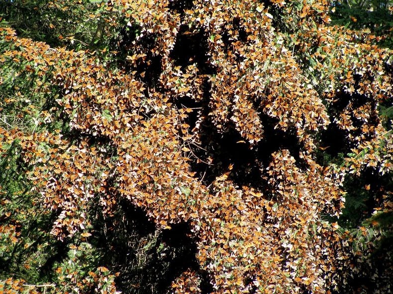 monarch-migration-5 monarch-migration-5