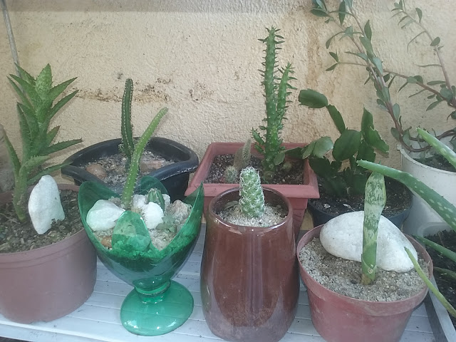 No vaso totalmente à esquerda, uma mini-babosa (Aloe juvena). 