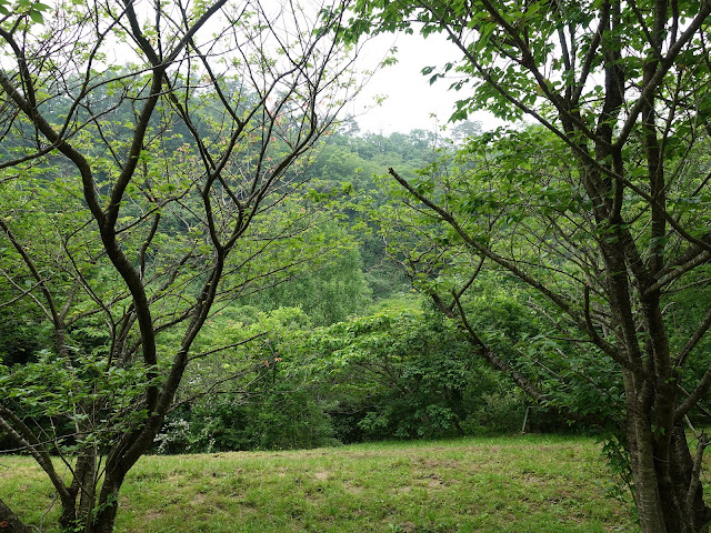 鳥取県西伯郡伯耆町小林　別所川渓流植物園　奥の道からの眺め