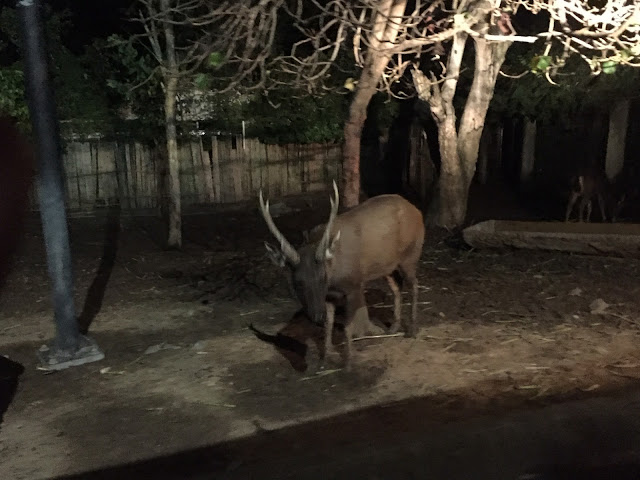 chiang mai night safari