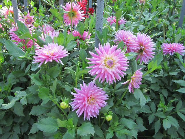 Dahlia Cactus Rosa