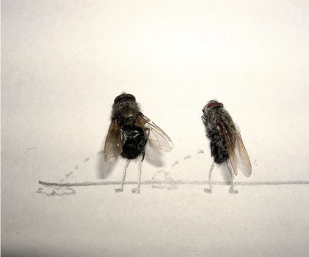 [dead-fly-art-12.jpg]